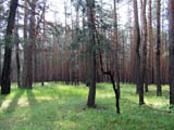 Лес вокруг лагеря